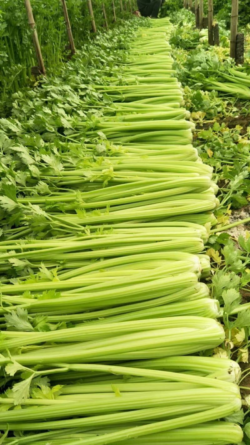西芹皇后芹菜现割现发保证新鲜产地直供