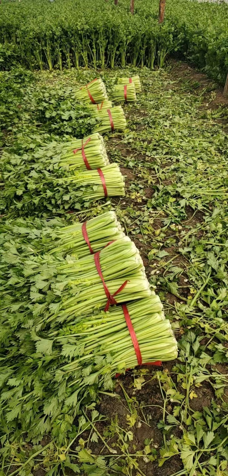 西芹皇后芹菜现割现发保证新鲜产地直供