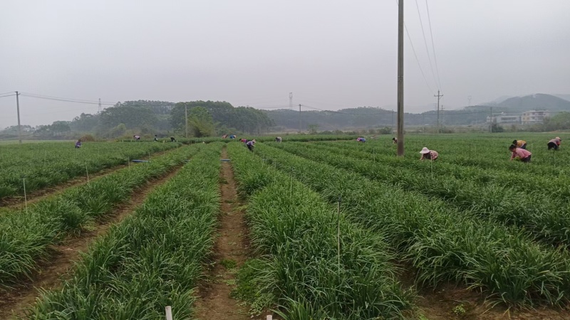 韭菜苔