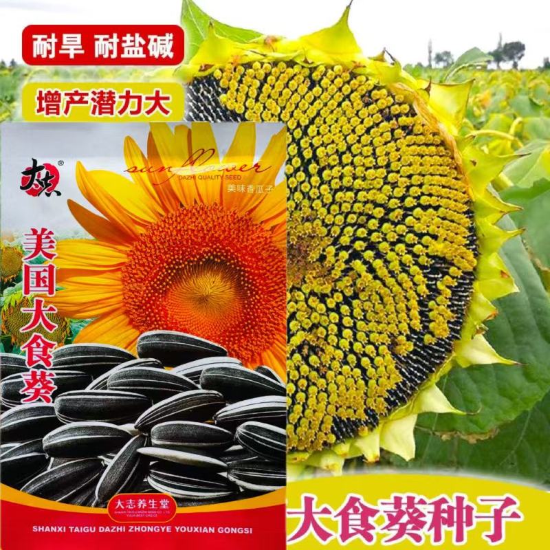 美国大食葵种子向日葵种子高产瓜子种子大粒葵花籽庭院大田种