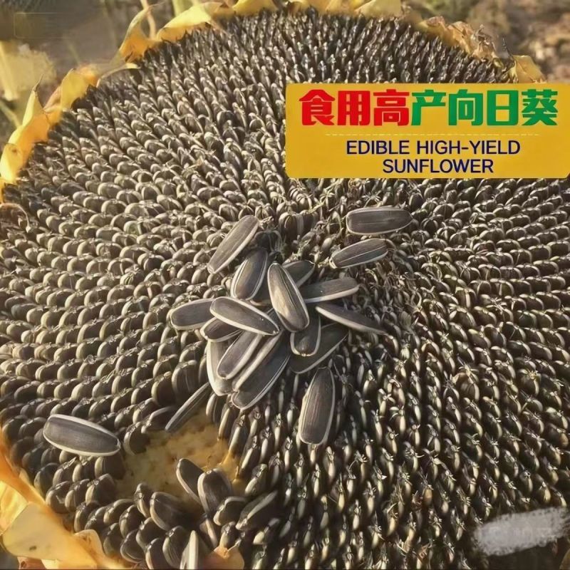 美国大食葵种子向日葵种子高产瓜子种子大粒葵花籽庭院大田种