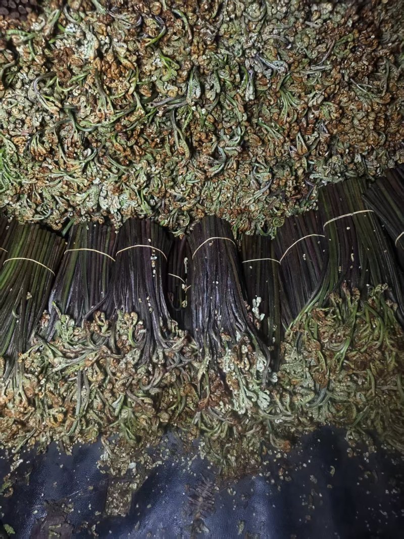 蕨菜品类齐全