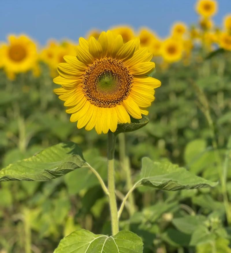 大清花食葵种子矮杆向日葵种子四季播大瓜籽蔬菜葵花种籽