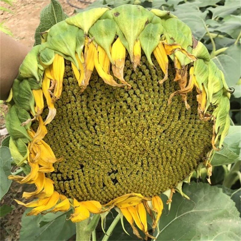 大清花食葵种子矮杆向日葵种子四季播大瓜籽蔬菜葵花种籽