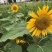 大清花食葵种子矮杆向日葵种子四季播大瓜籽蔬菜葵花种籽