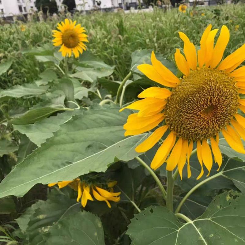 大清花食葵种子矮杆向日葵种子四季播大瓜籽蔬菜葵花种籽