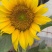 大清花食葵种子矮杆向日葵种子四季播大瓜籽蔬菜葵花种籽