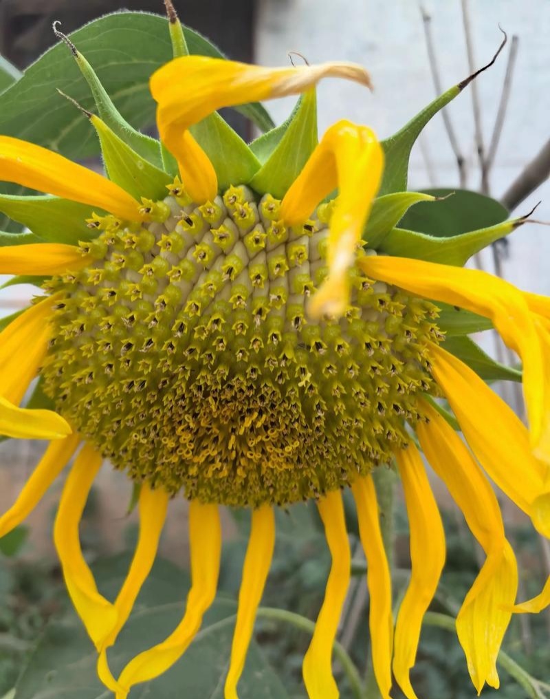 大清花食葵种子矮杆向日葵种子四季播大瓜籽蔬菜葵花种籽