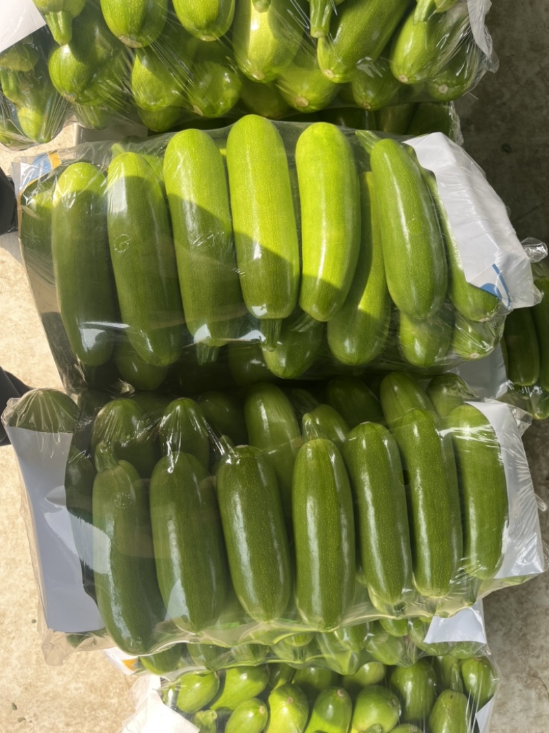 山东聊城精品油绿西葫芦大量上市中…