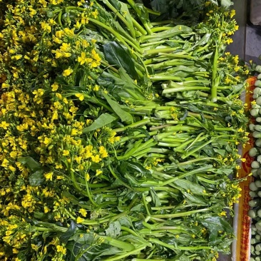 菜苔