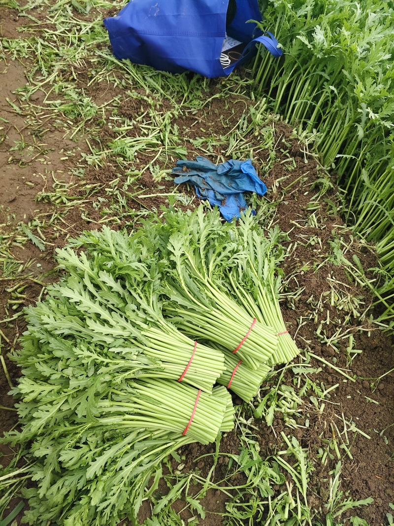 茼蒿精品茼蒿新鲜现采基地直供品质保障