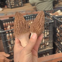 羊肚菌