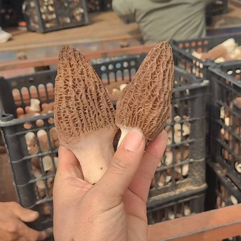 羊肚菌