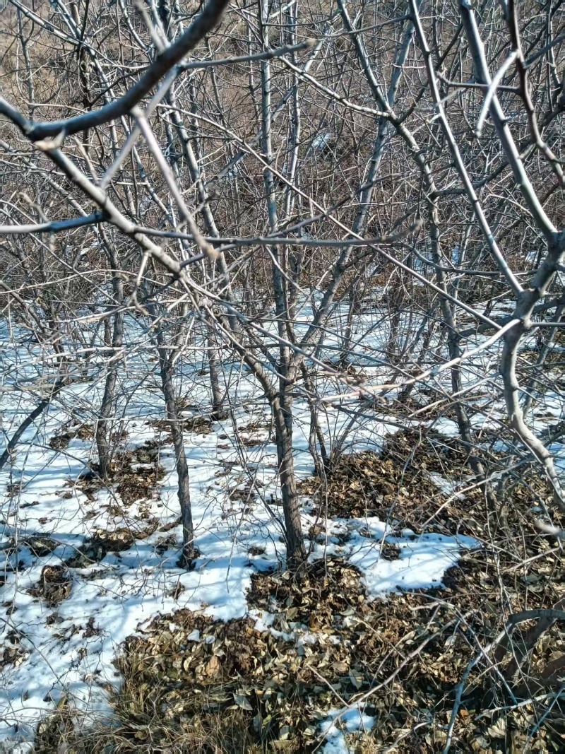 翅果油苗哪里有卖，山西翅果油树苗，产地大量翅果油树苗价格