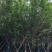 8-20分日本樱花
