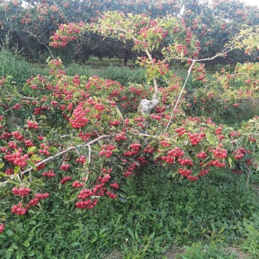 甜红子山楂品种苗，甜口山楂