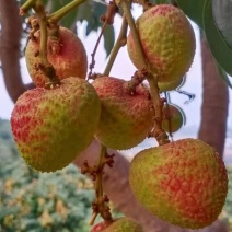 三月红荔枝