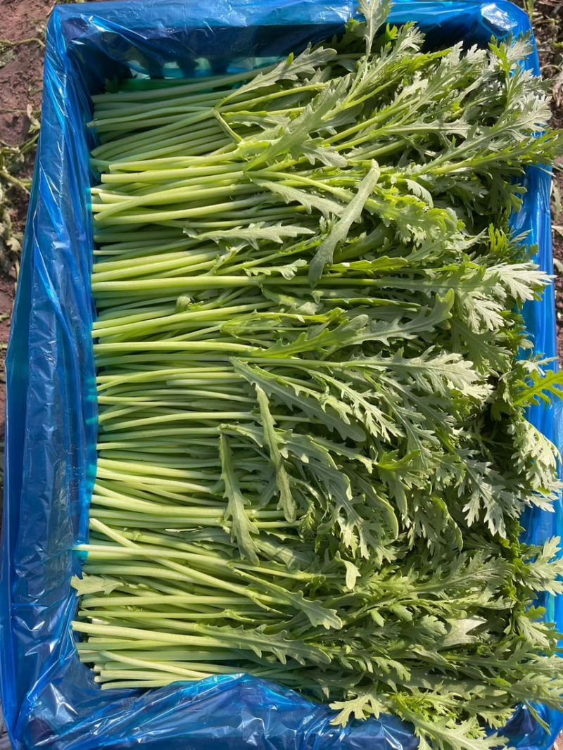 淮安地产茼蒿