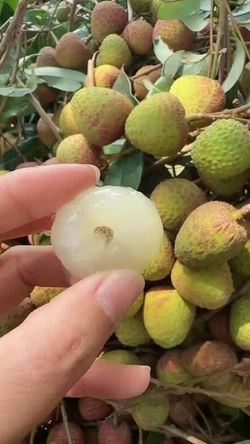 水东荔枝
