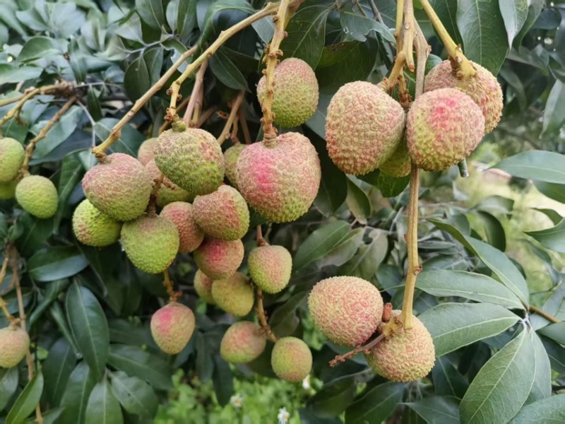 水东荔枝