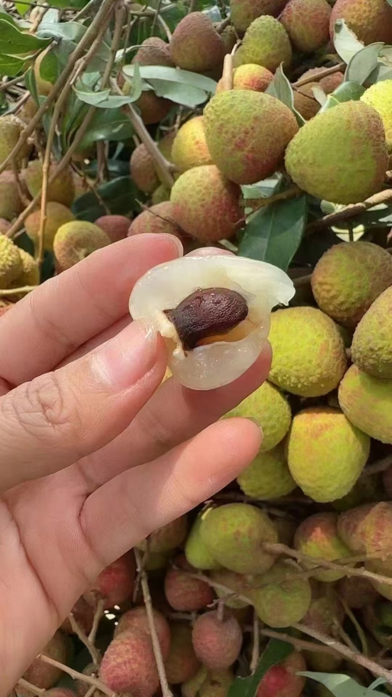 水东荔枝