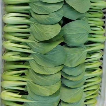 小青菜