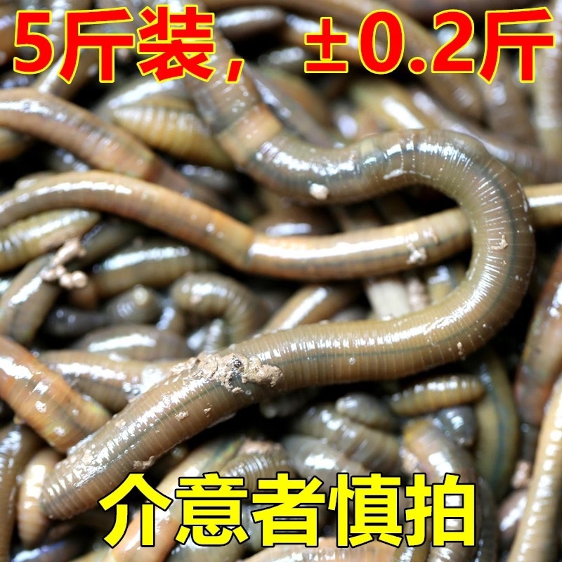 湖北冻蚯蚓活体速冻