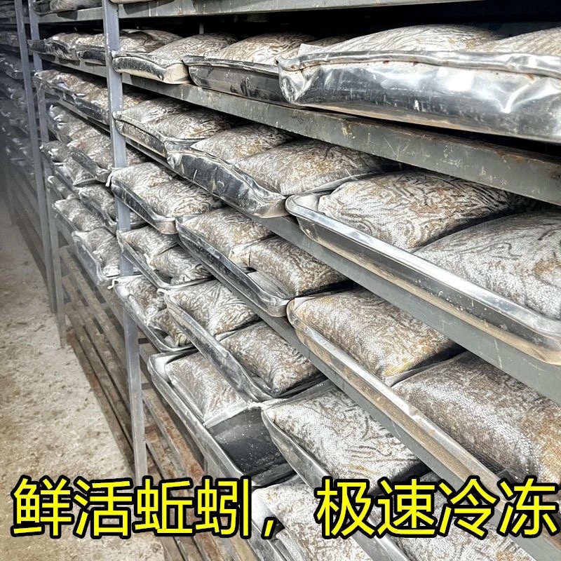 湖北冻蚯蚓活体速冻