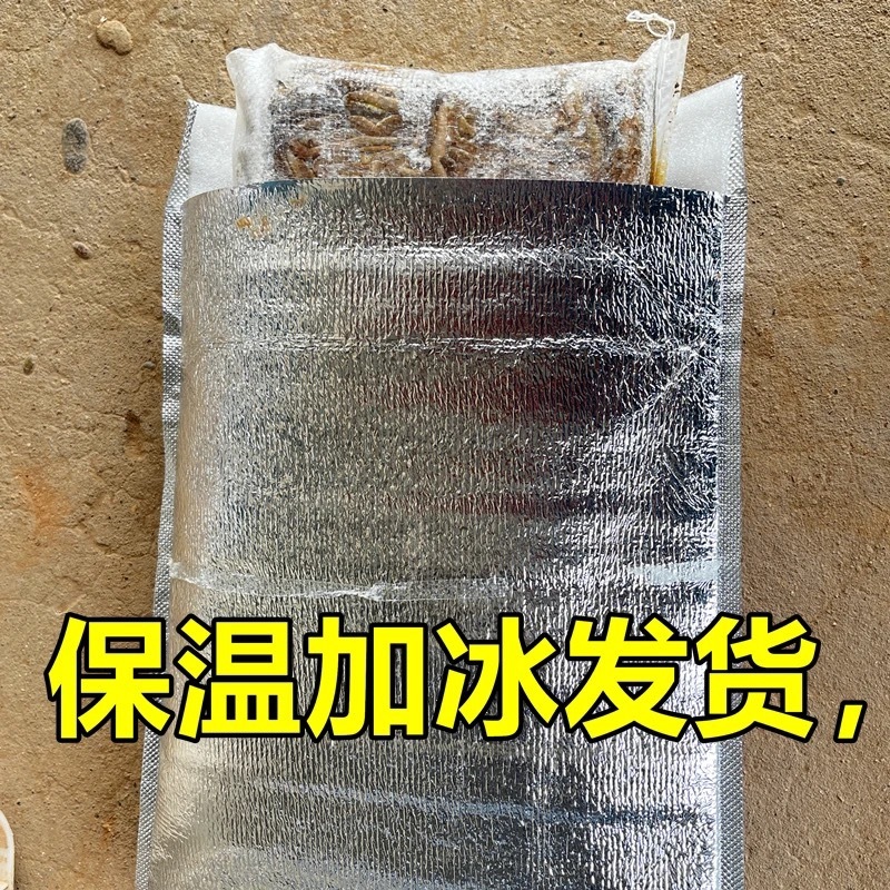 湖北冻蚯蚓活体速冻