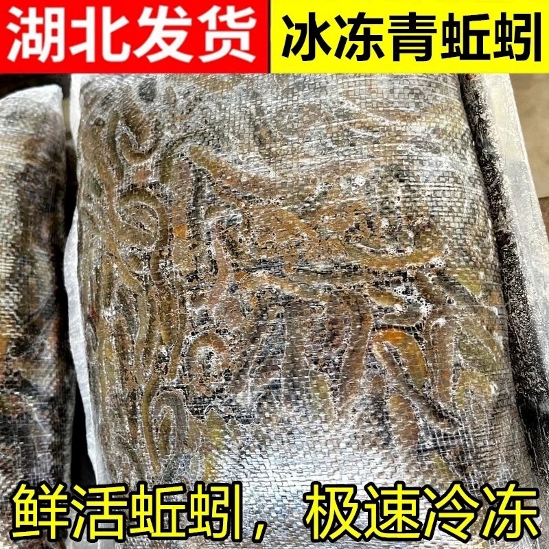 湖北冻蚯蚓活体速冻