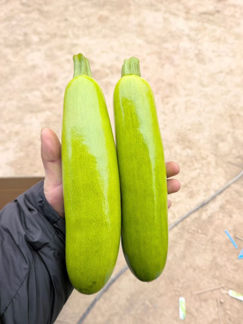 精品西葫芦