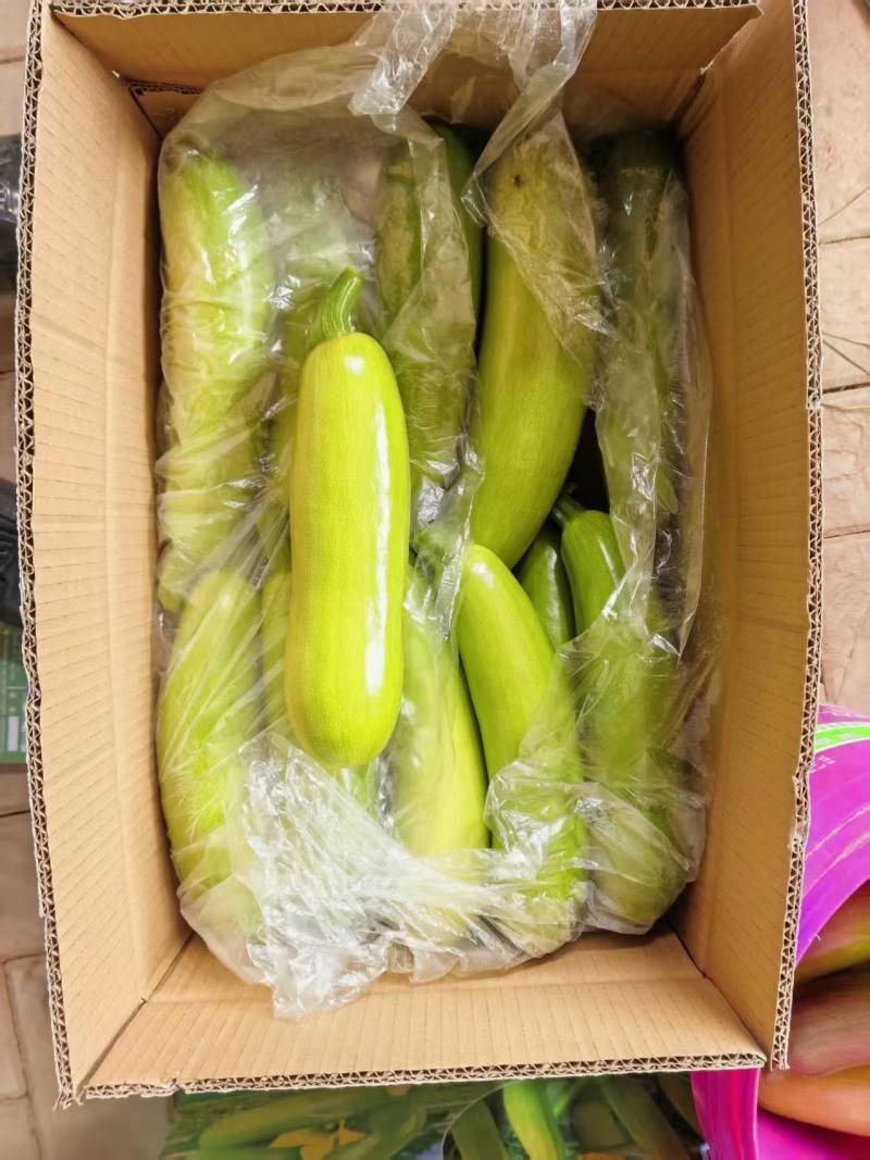 精品西葫芦
