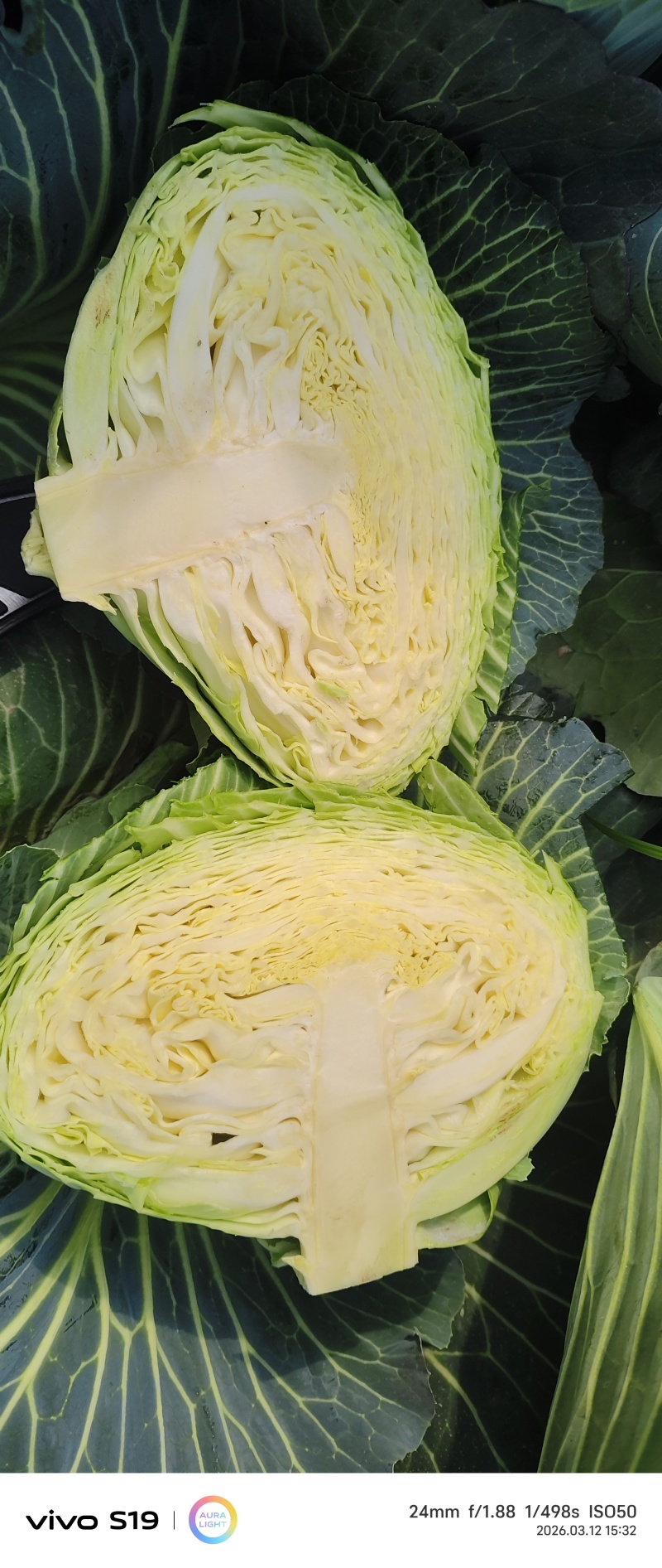 天门市包菜/湖北包菜/对接全网电商团购