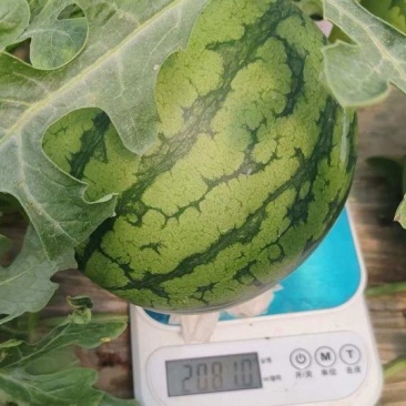 江苏西瓜刚上市特小凤大量有货有需要老板联系。