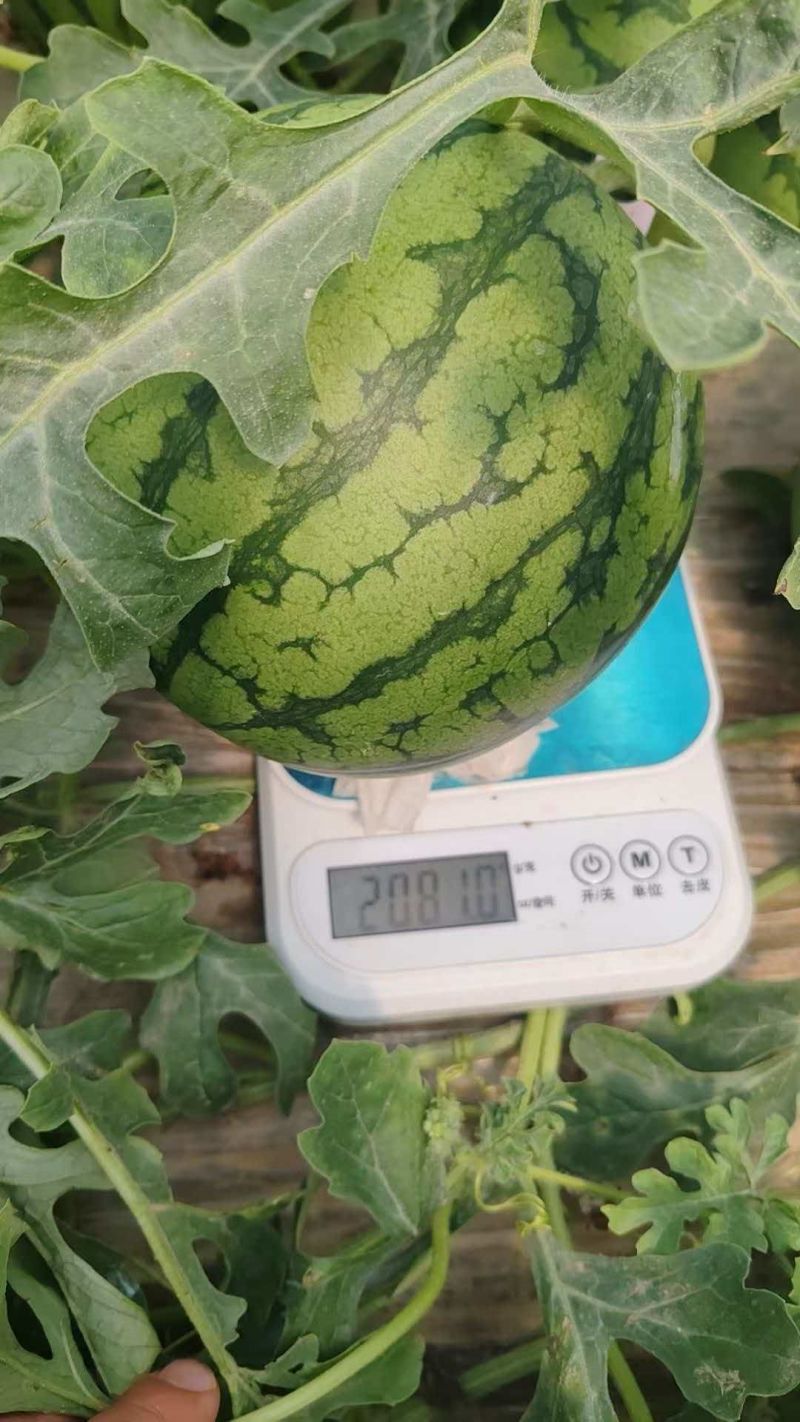 江苏西瓜刚上市特小凤大量有货有需要老板联系。
