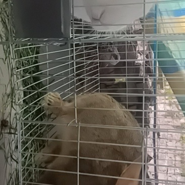 散养活兔