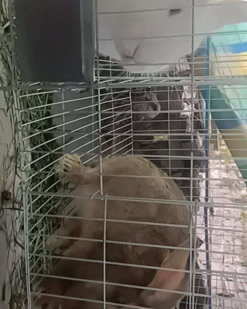 散养活兔