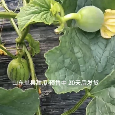 自家大棚种植，品质保证！皮薄肉厚，甜度高，现接受预定