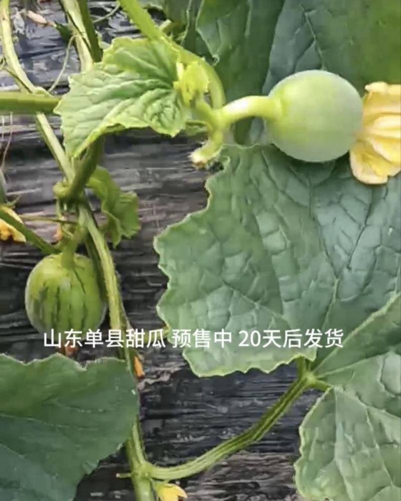 自家大棚种植，品质保证！皮薄肉厚，甜度高，现接受预定