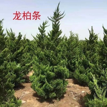 小龙柏龙柏工程苗.15公分-3米高.各种规格都有
