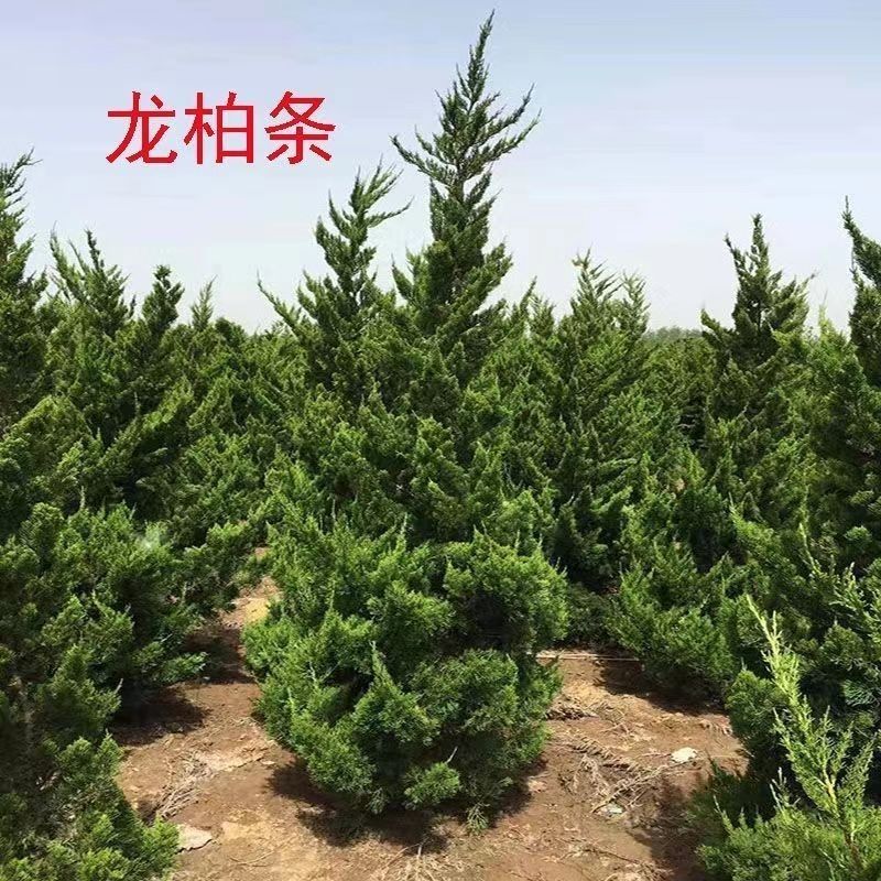 小龙柏龙柏工程苗.15公分-3米高.各种规格都有
