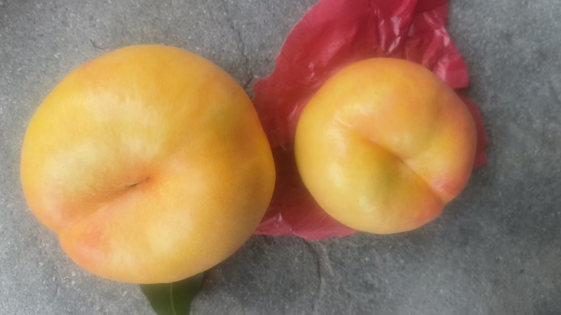 大棚黄油蟠桃