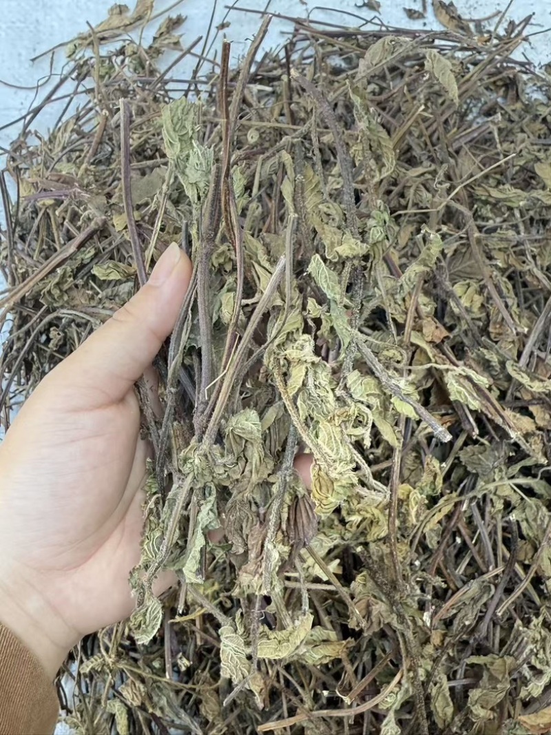 仙草