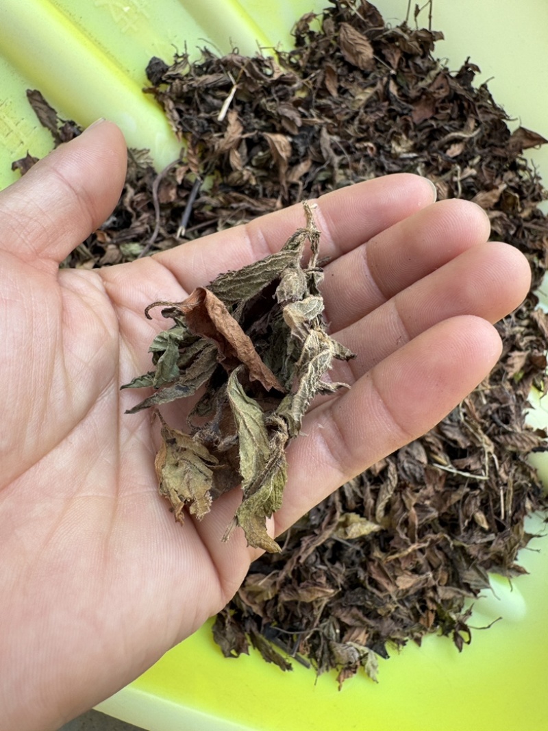 仙草