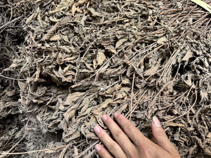 溪黄草
