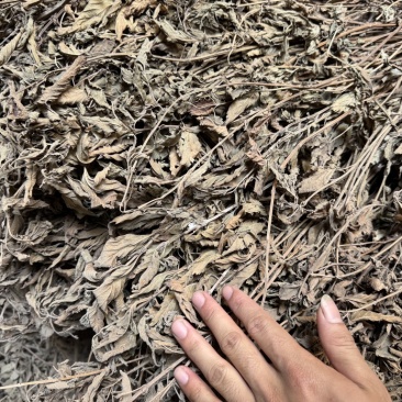 溪黄草