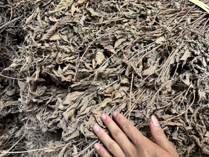 溪黄草