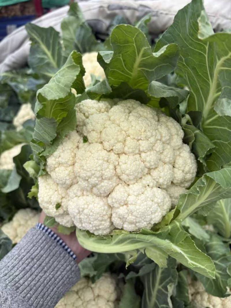 2026年3月新花菜上市菜花非常漂亮河南中牟