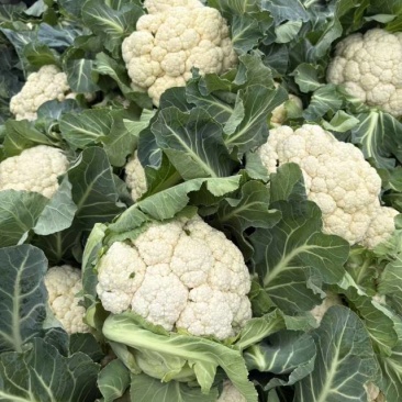 2026年3月花菜散花上市菜花散花非常漂亮