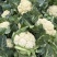 2026年3月花菜散花上市菜花散花非常漂亮